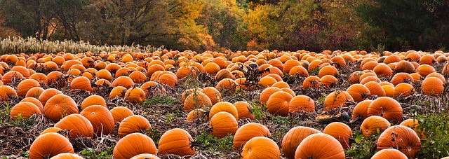wholesale arkansas pumpkin farm