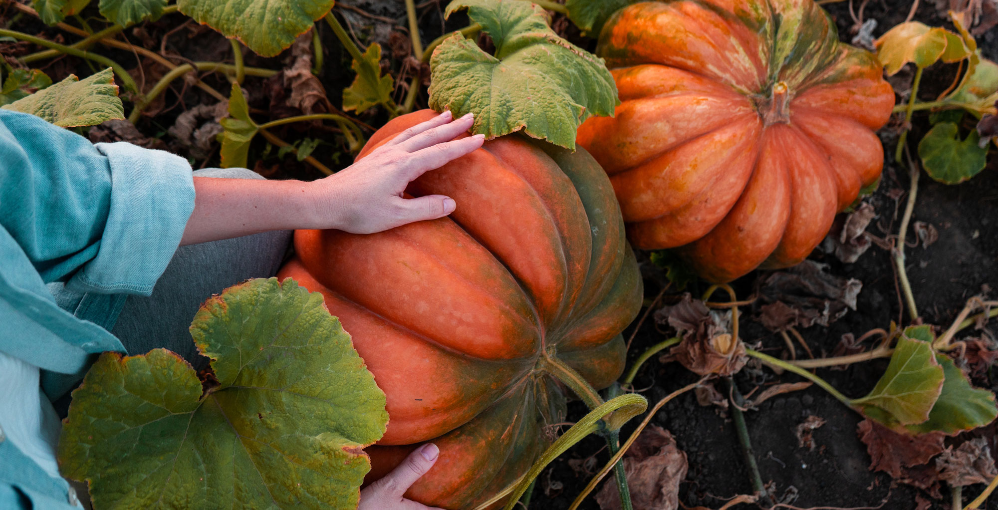 U-pick Pumpkins
